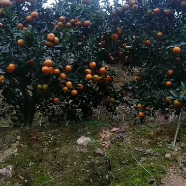 默科特