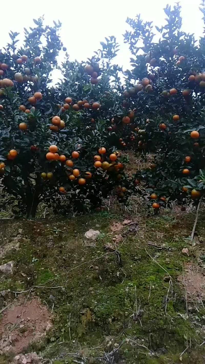 默科特