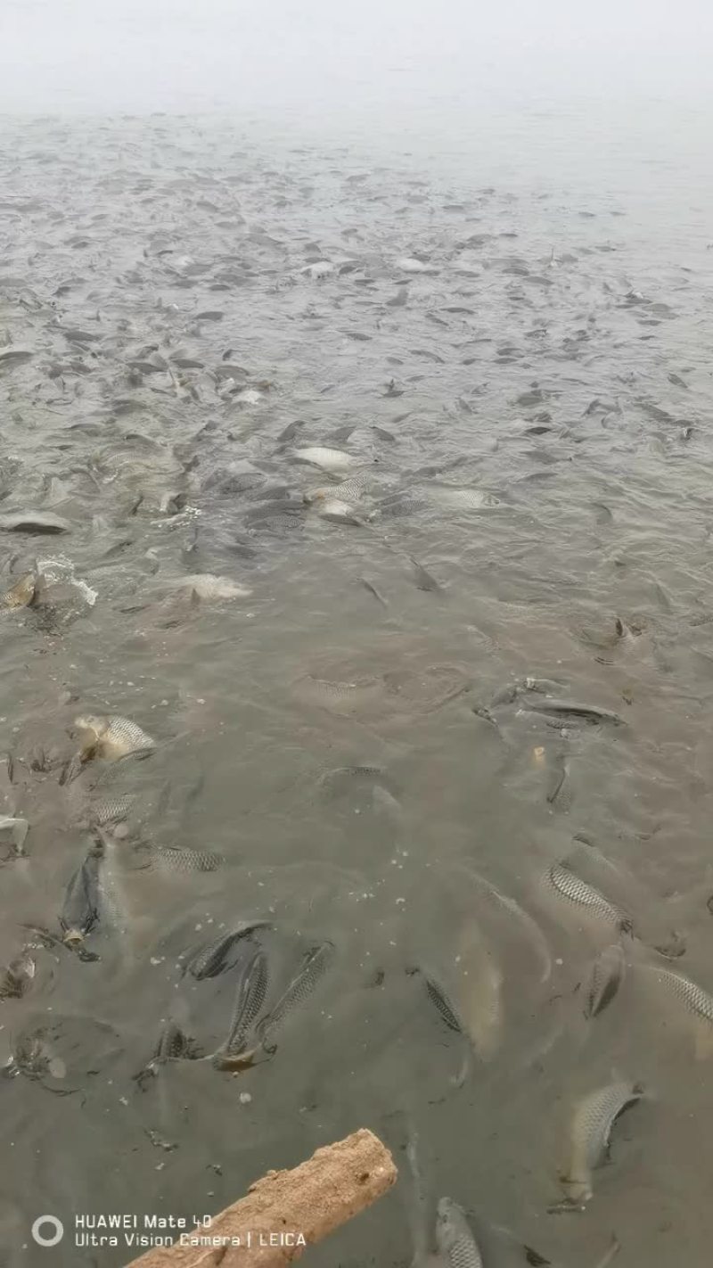 鲤鱼
