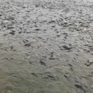 鲤鱼