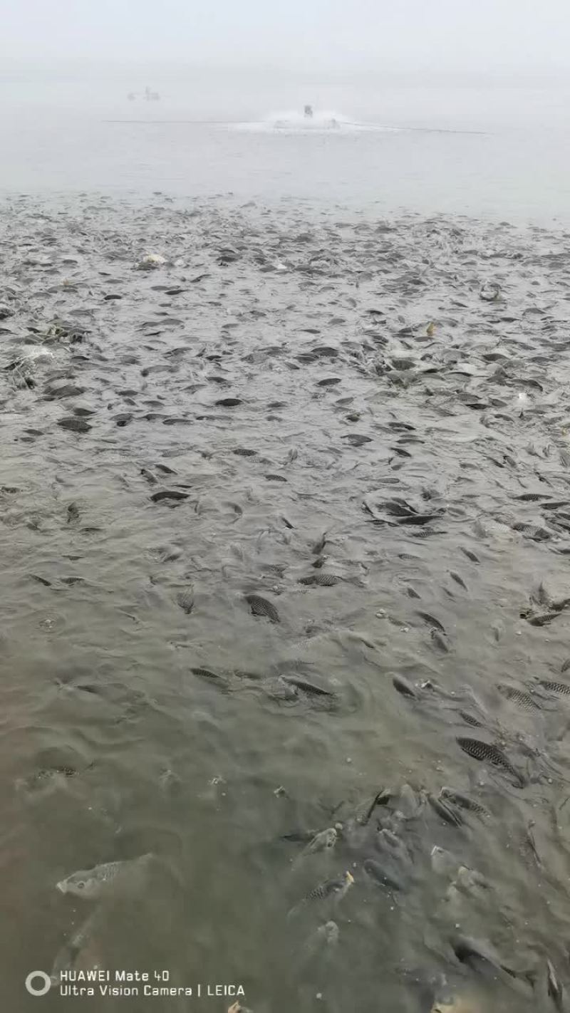 鲤鱼