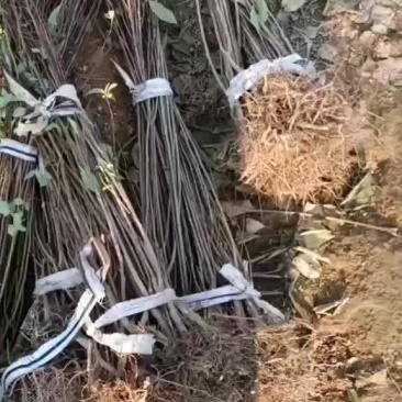 珍珠梅单瓣重瓣，粉色和白色挖好了，准备打包发货喽