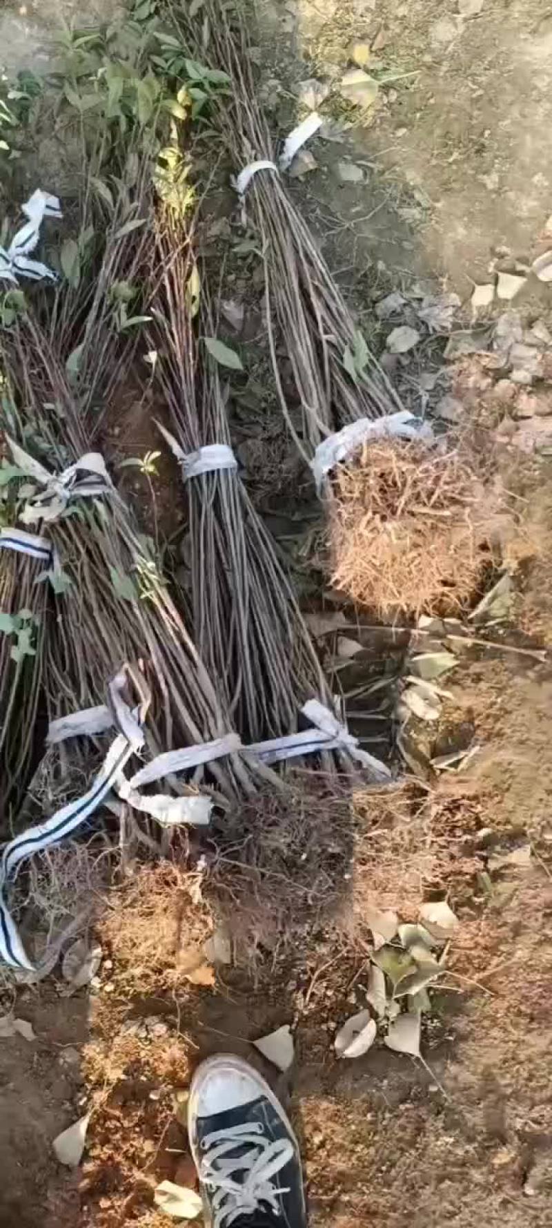 珍珠梅单瓣重瓣，粉色和白色挖好了，准备打包发货喽