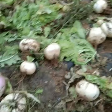 圆白萝卜