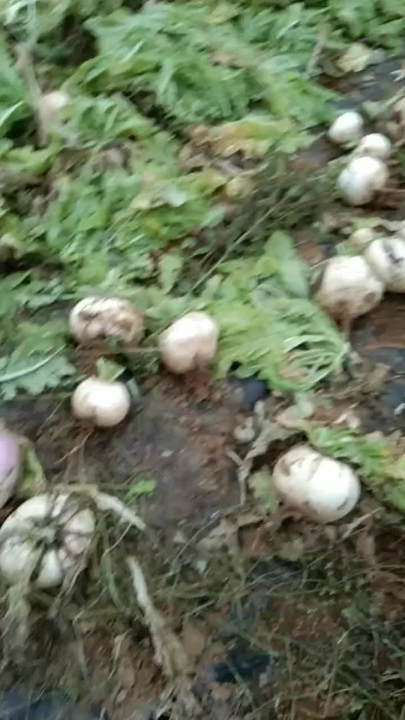 圆白萝卜