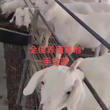 白山羊波尔山羊种公羊小尾寒羊黑山羊杜波杂交