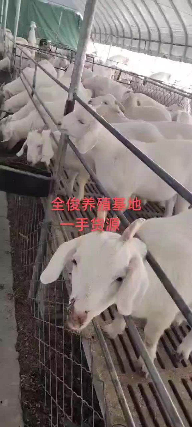 白山羊波尔山羊种公羊小尾寒羊黑山羊杜波杂交