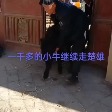 西藏改良牛