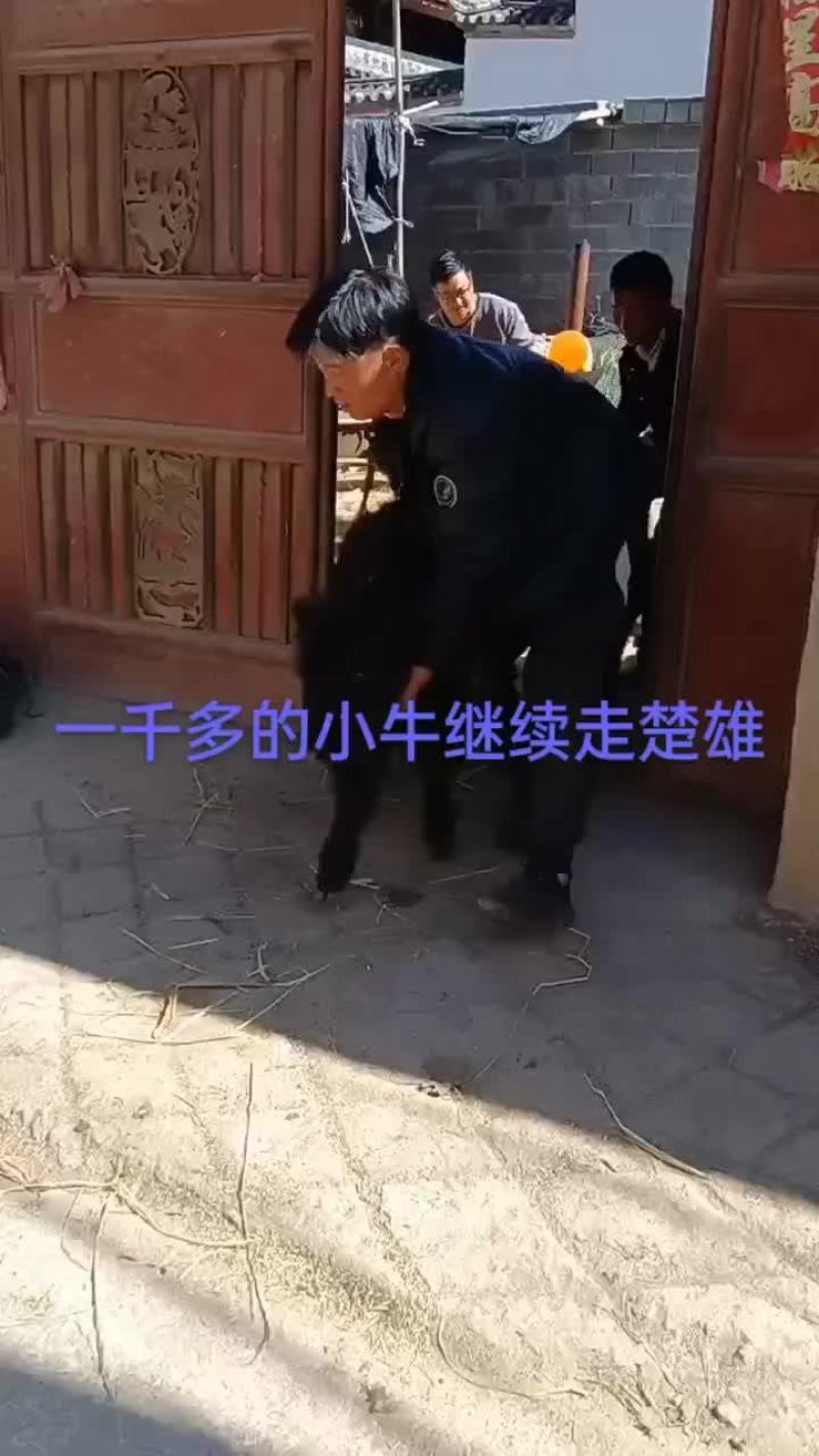 西藏改良牛