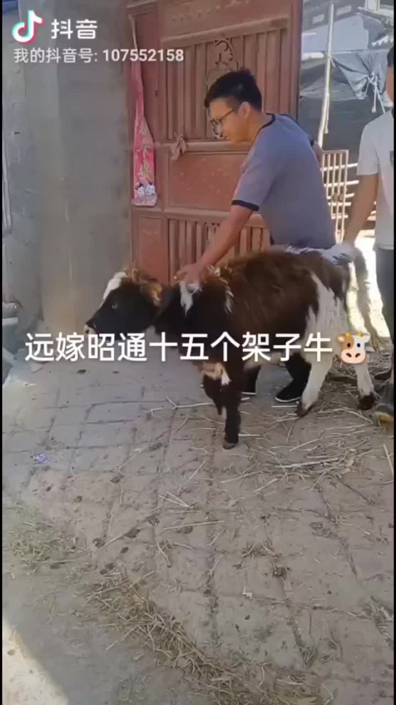 西藏改良牛
