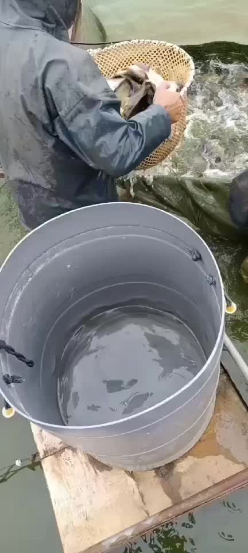 长期供应各种规格成品鱼，品种齐全，量大从优！