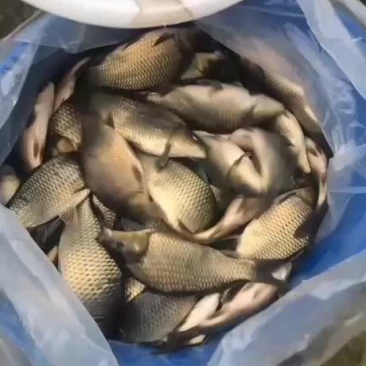 长期供应各种规格成品鱼，品种齐全，量大从优！