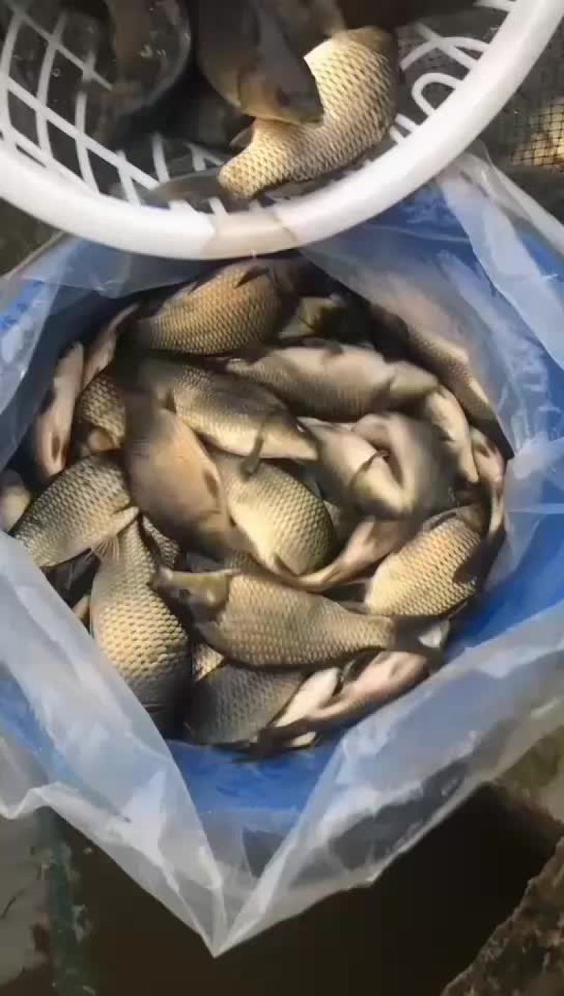 长期供应各种规格成品鱼，品种齐全，量大从优！