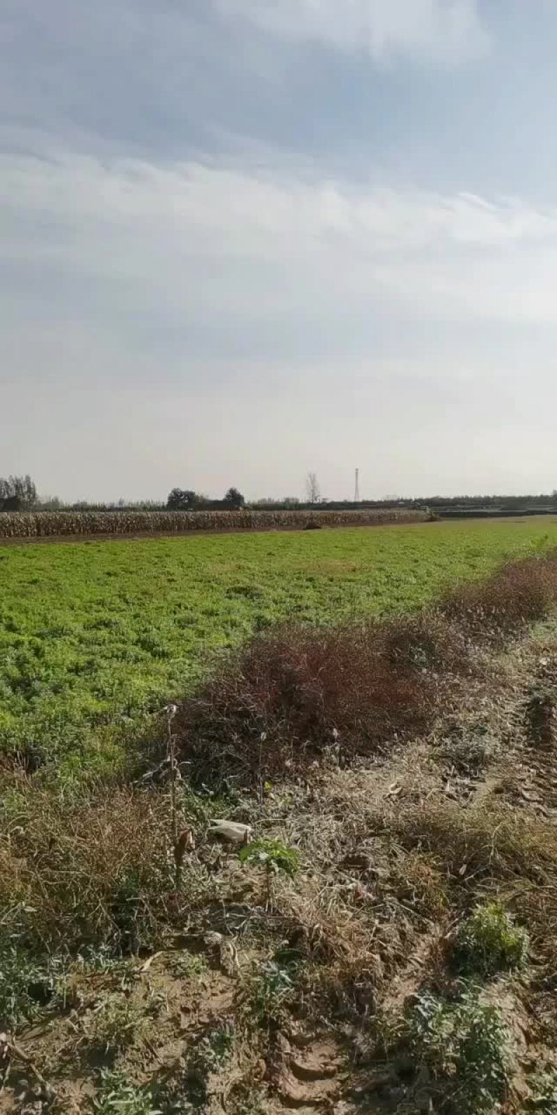 先种后付土地1000亩