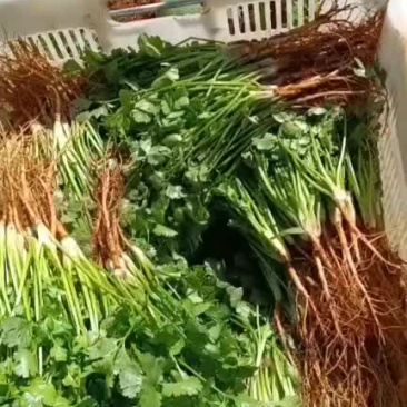 云南农户香菜