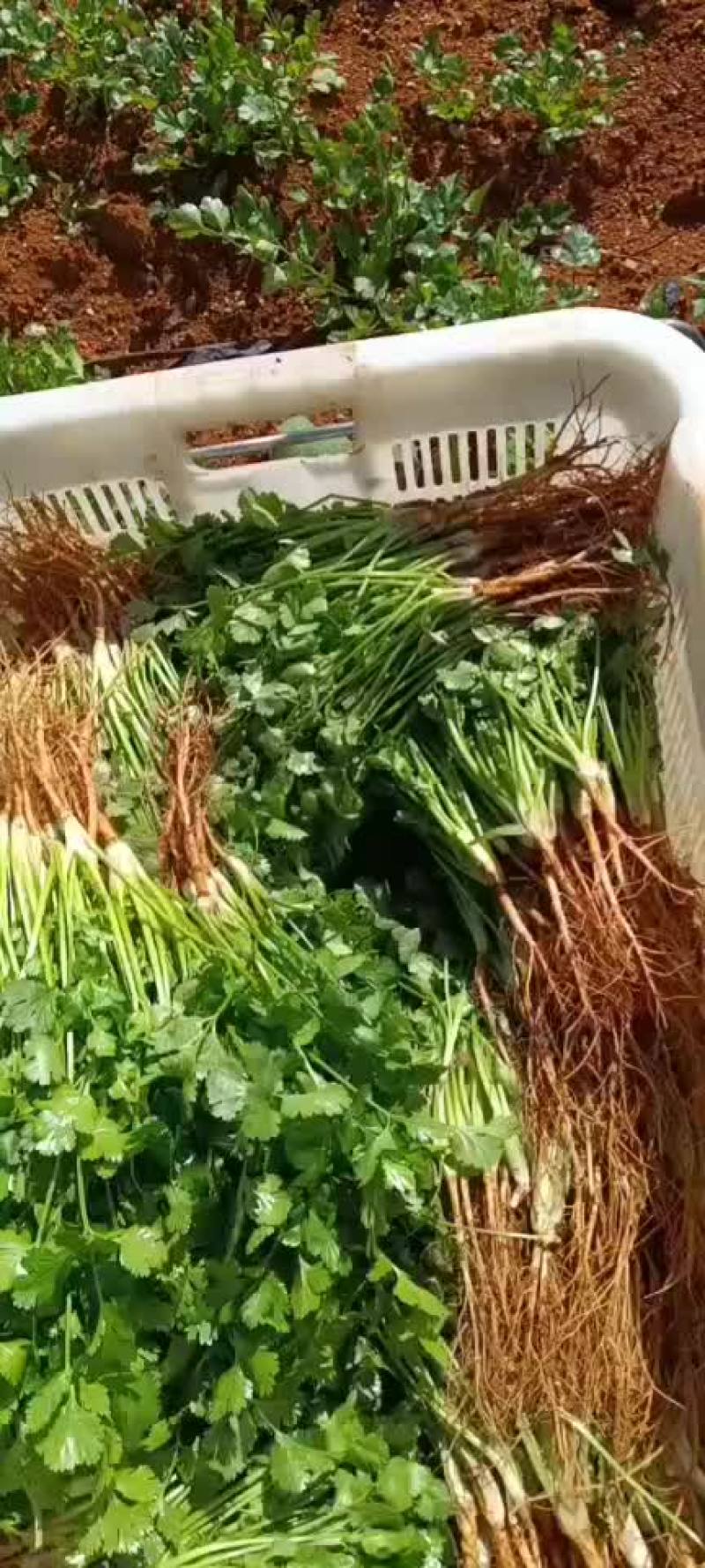 云南农户香菜