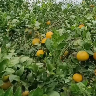 货ⅰ源充足皇帝柑，囗感好，皮张干净，个头大！