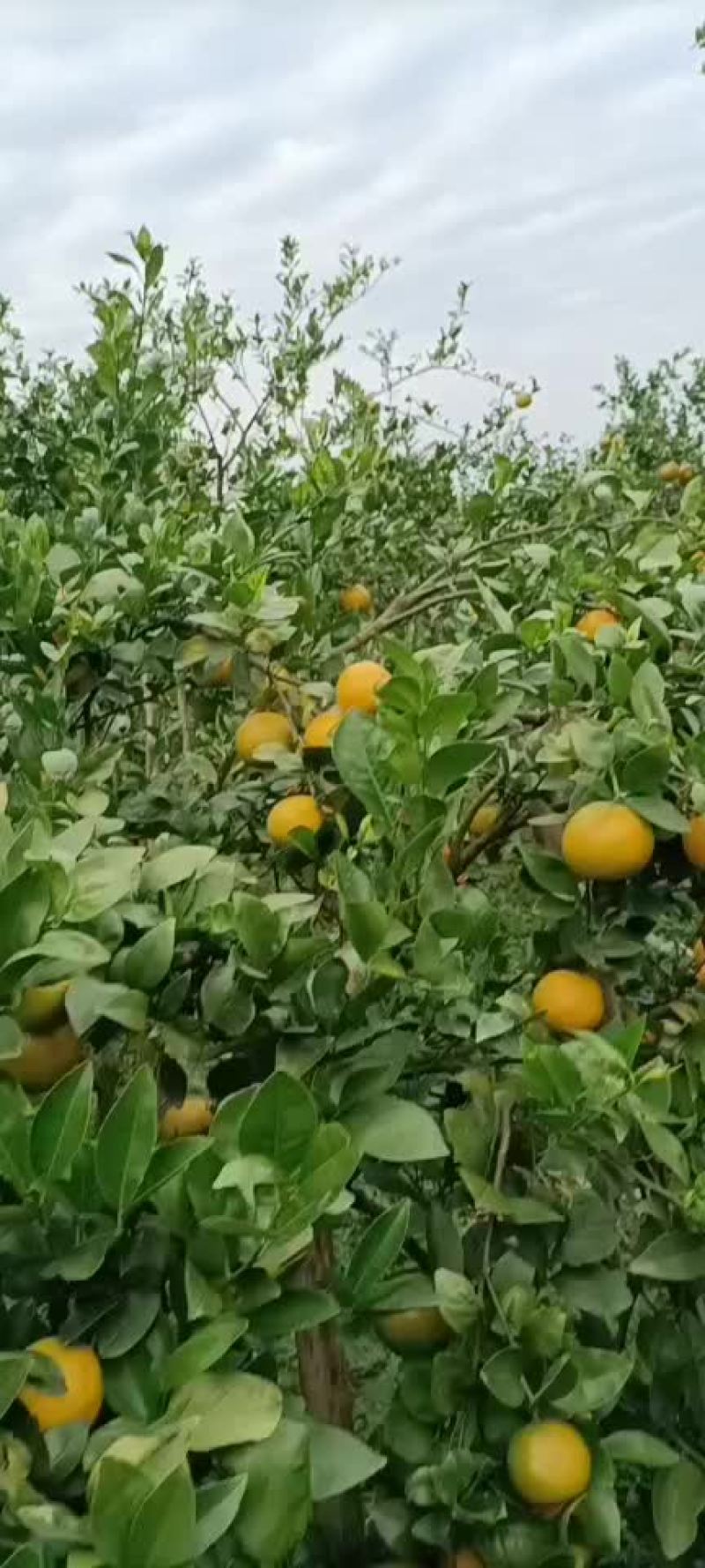 货ⅰ源充足皇帝柑，囗感好，皮张干净，个头大！