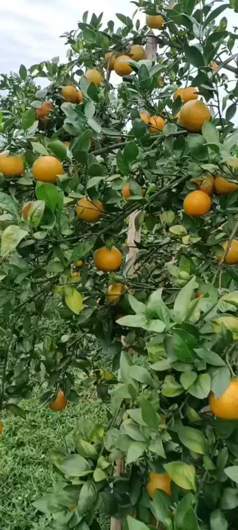 货ⅰ源充足皇帝柑，囗感好，皮张干净，个头大！