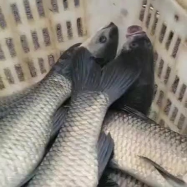 （推荐）青鱼苗，大小规格都有，皮毛好，品种优良，大量出售