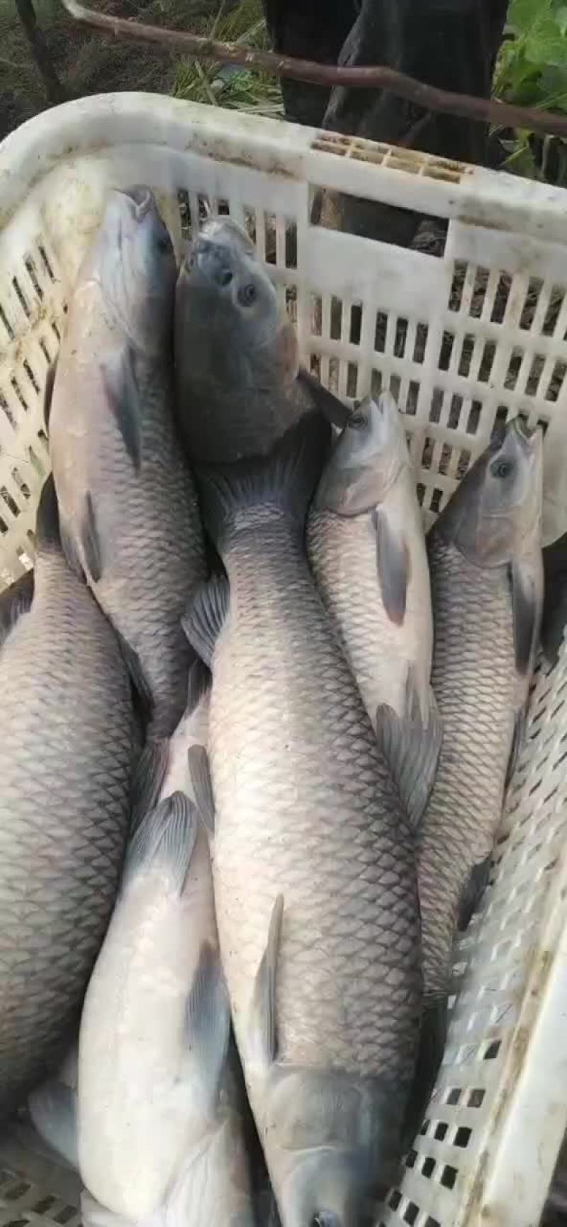 （推荐）青鱼苗，大小规格都有，皮毛好，品种优良，大量出售