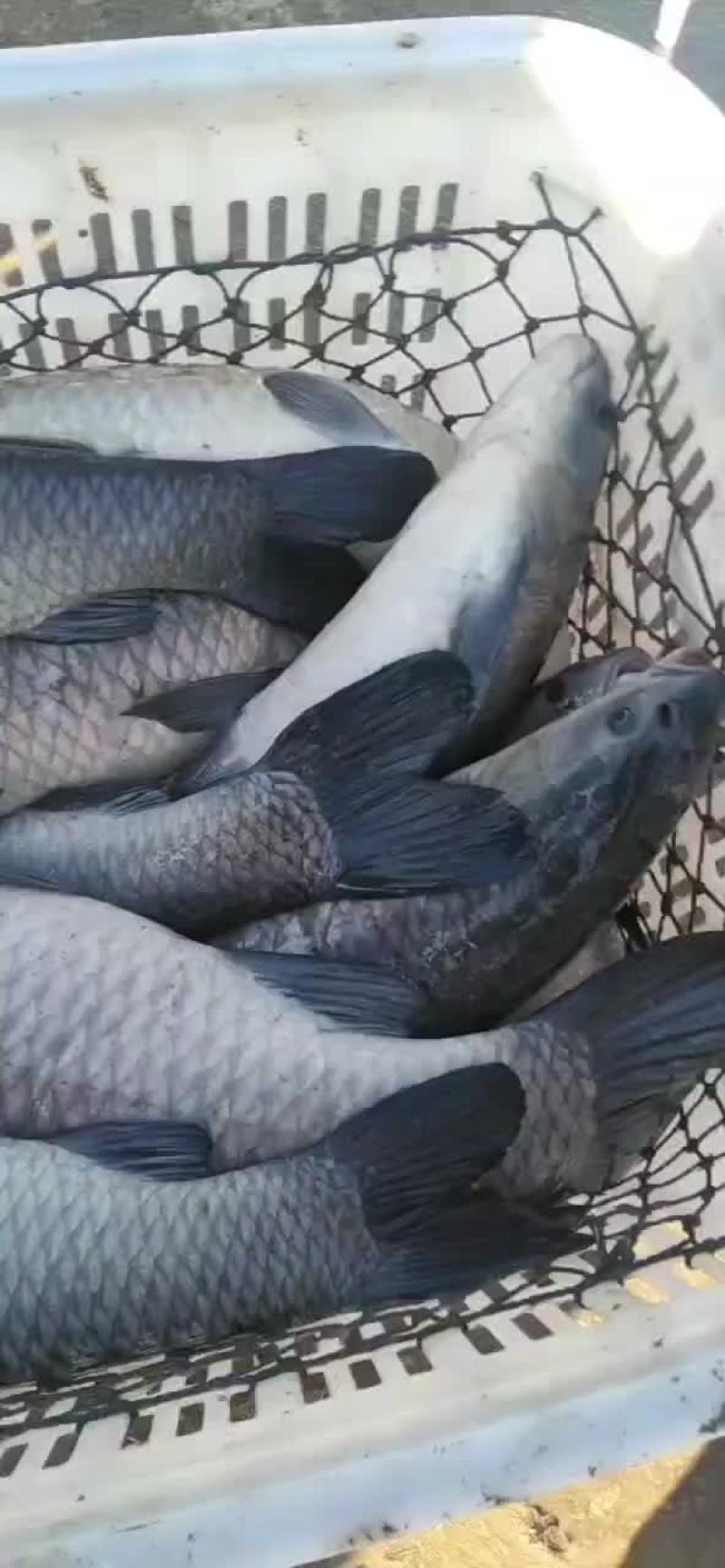 （推荐）青鱼苗，大小规格都有，皮毛好，品种优良，大量出售