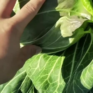 甘南大量有货