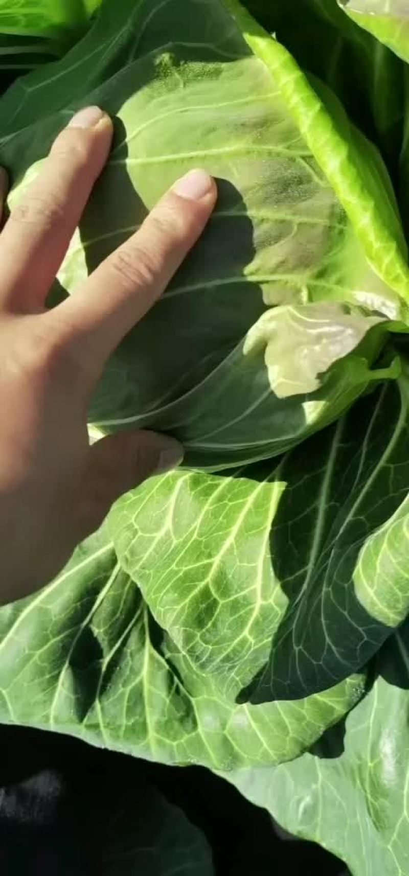 甘南大量有货