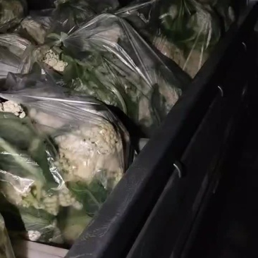 菜花菜花刚摘的菜花有700斤，有需要的速度