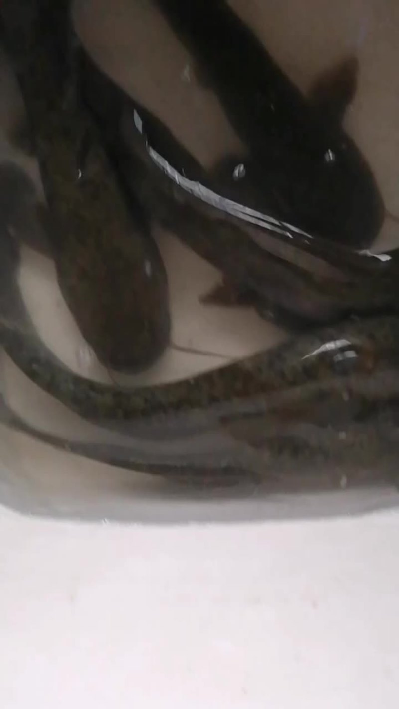 土鲶鱼大口鲶鱼吃小鱼小虾长大的鲶鱼