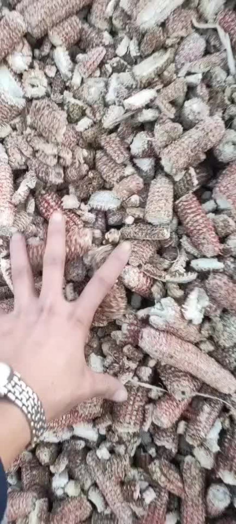 精品玉米芯颗粒