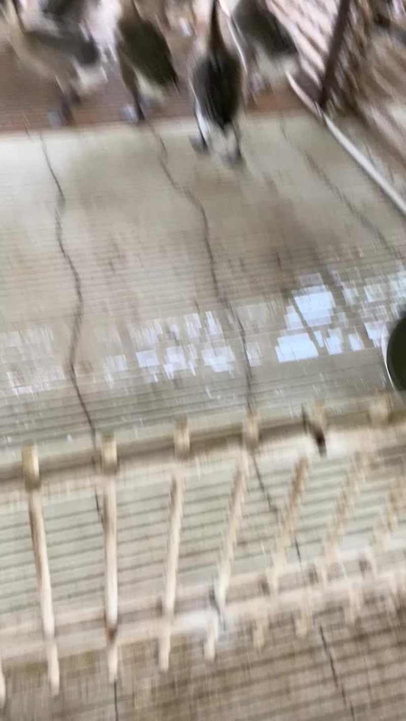 黑棕鹅
