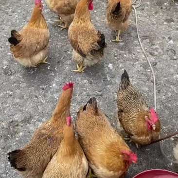 清远鸡