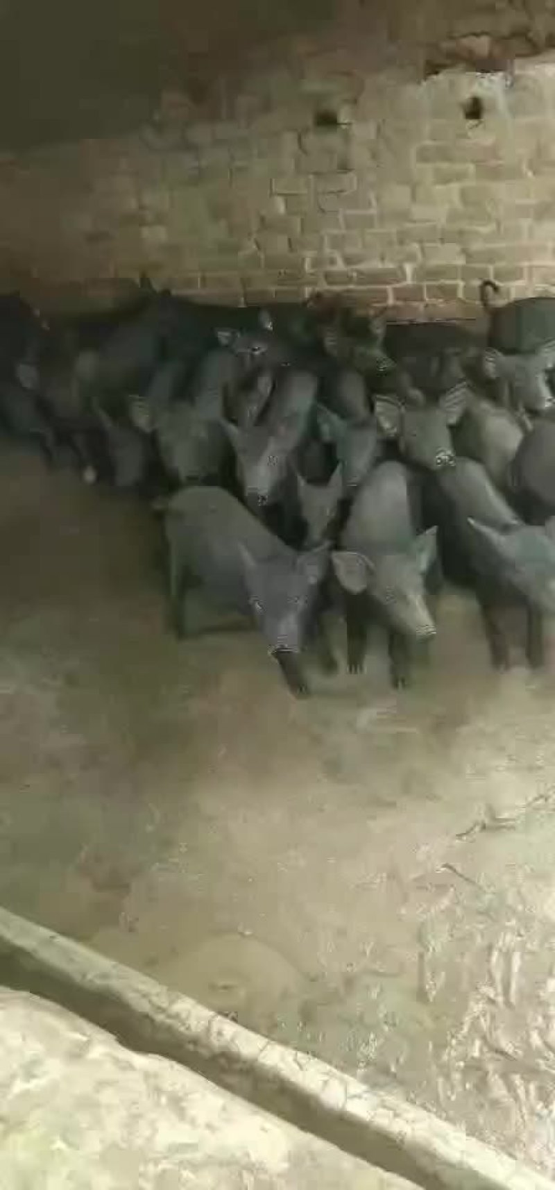 疫苗搞好，质量保证。价格美丽。