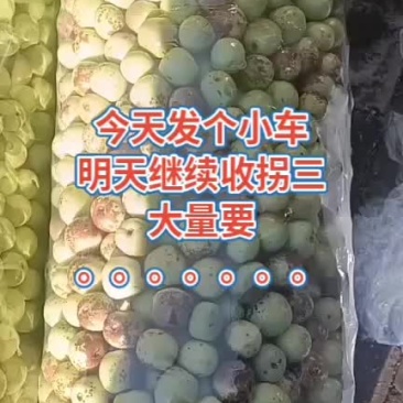 冬枣太便宜了，有要的老板联系了