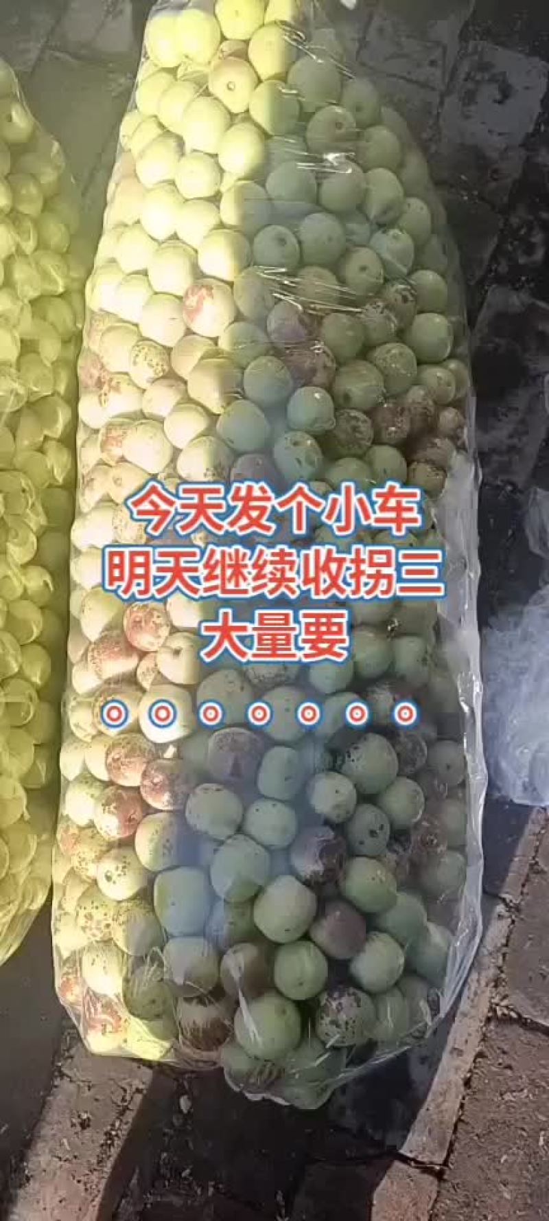 冬枣太便宜了，有要的老板联系了