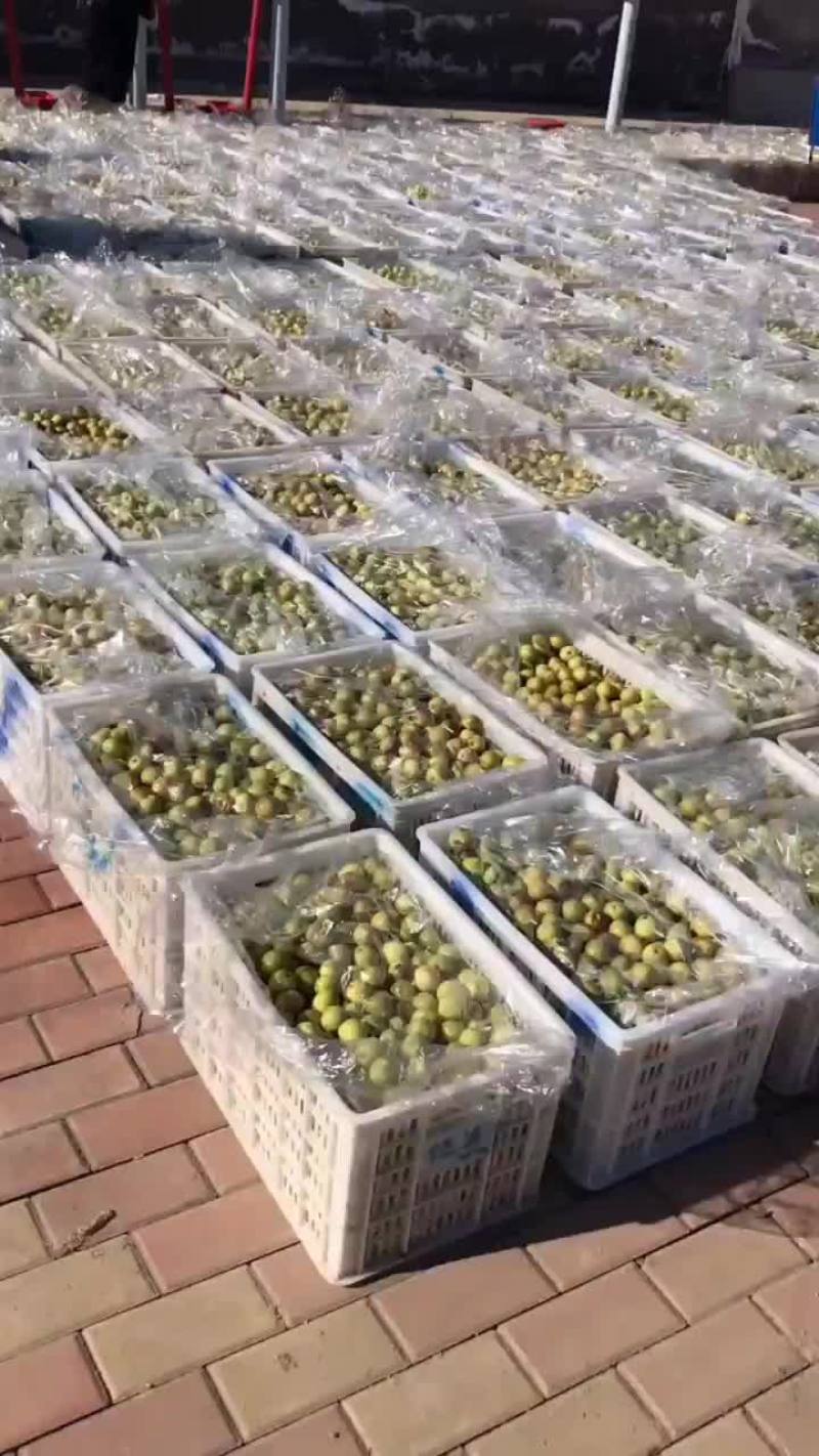 冬枣太便宜了，有要的老板联系了