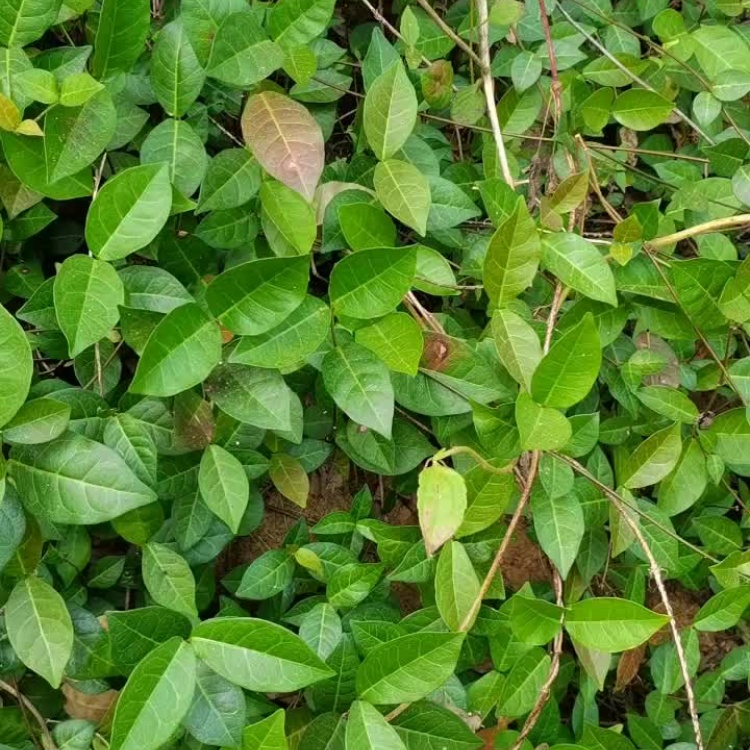 中药鲜货络石藤风车茉莉石鲮明石悬石