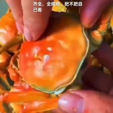 大闸蟹