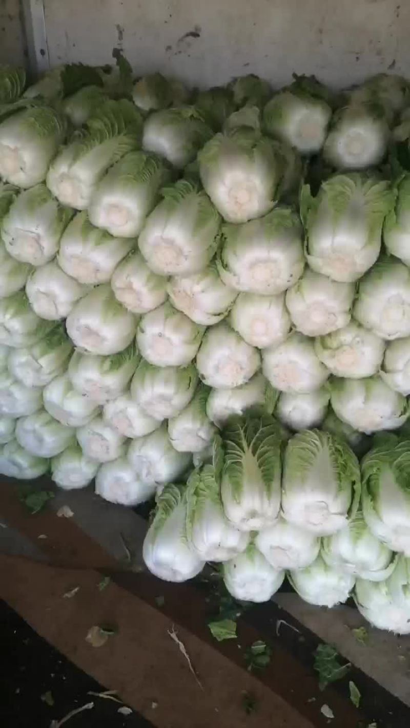 白菜