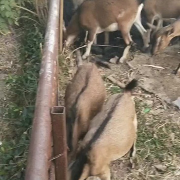 本地全放羊山羊出售