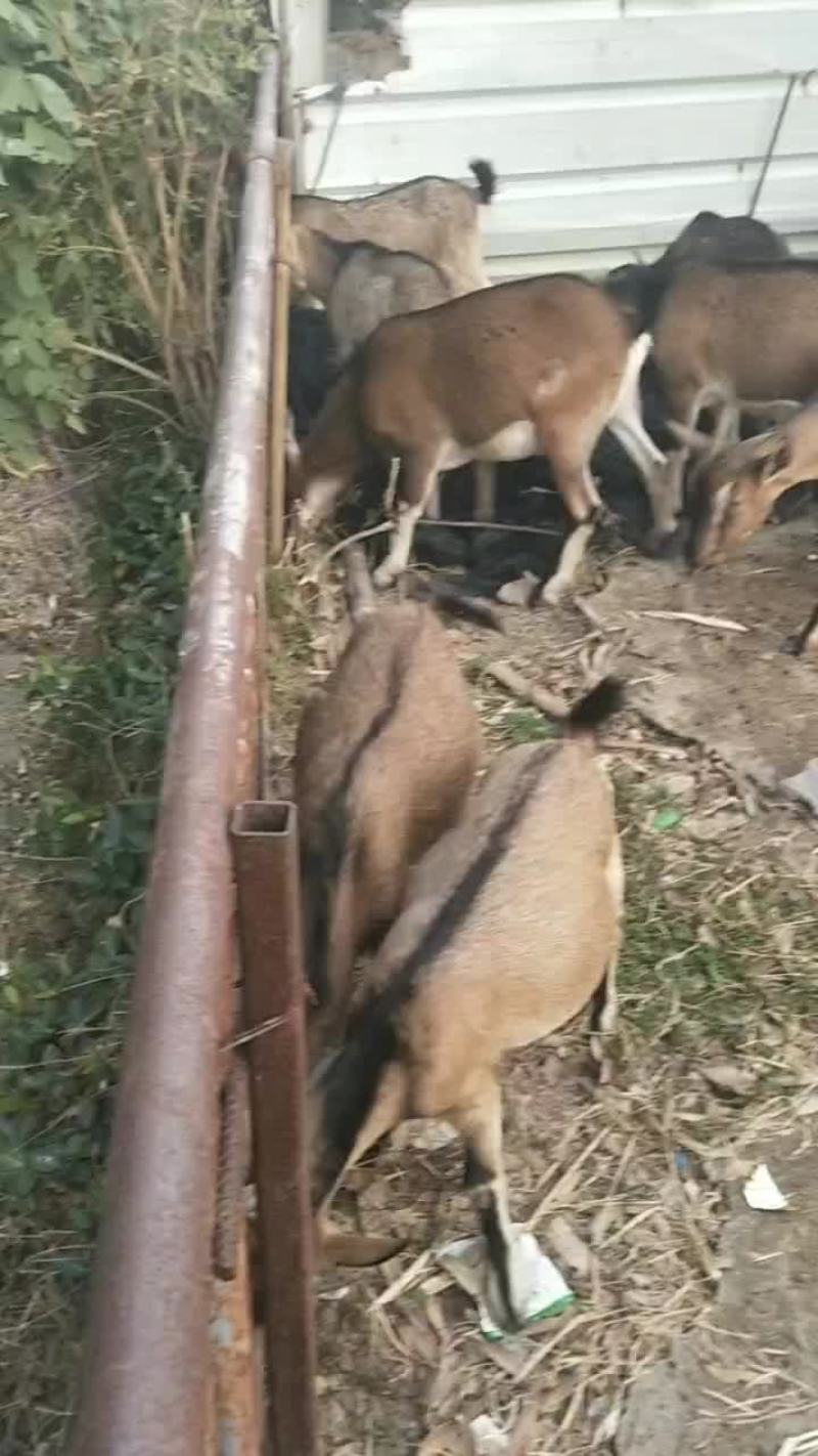 本地全放羊山羊出售