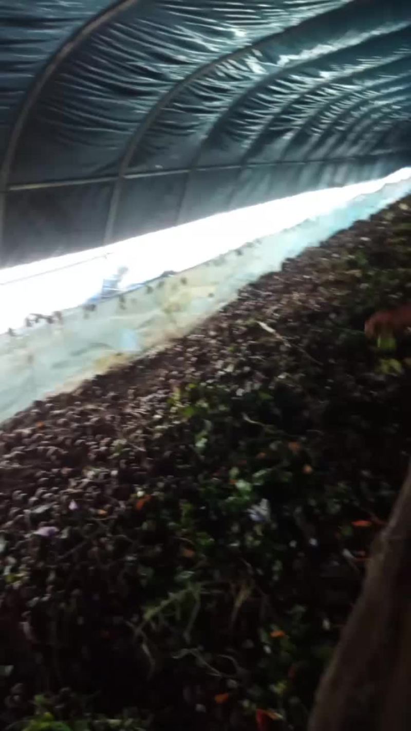 老板给蜗牛喂食