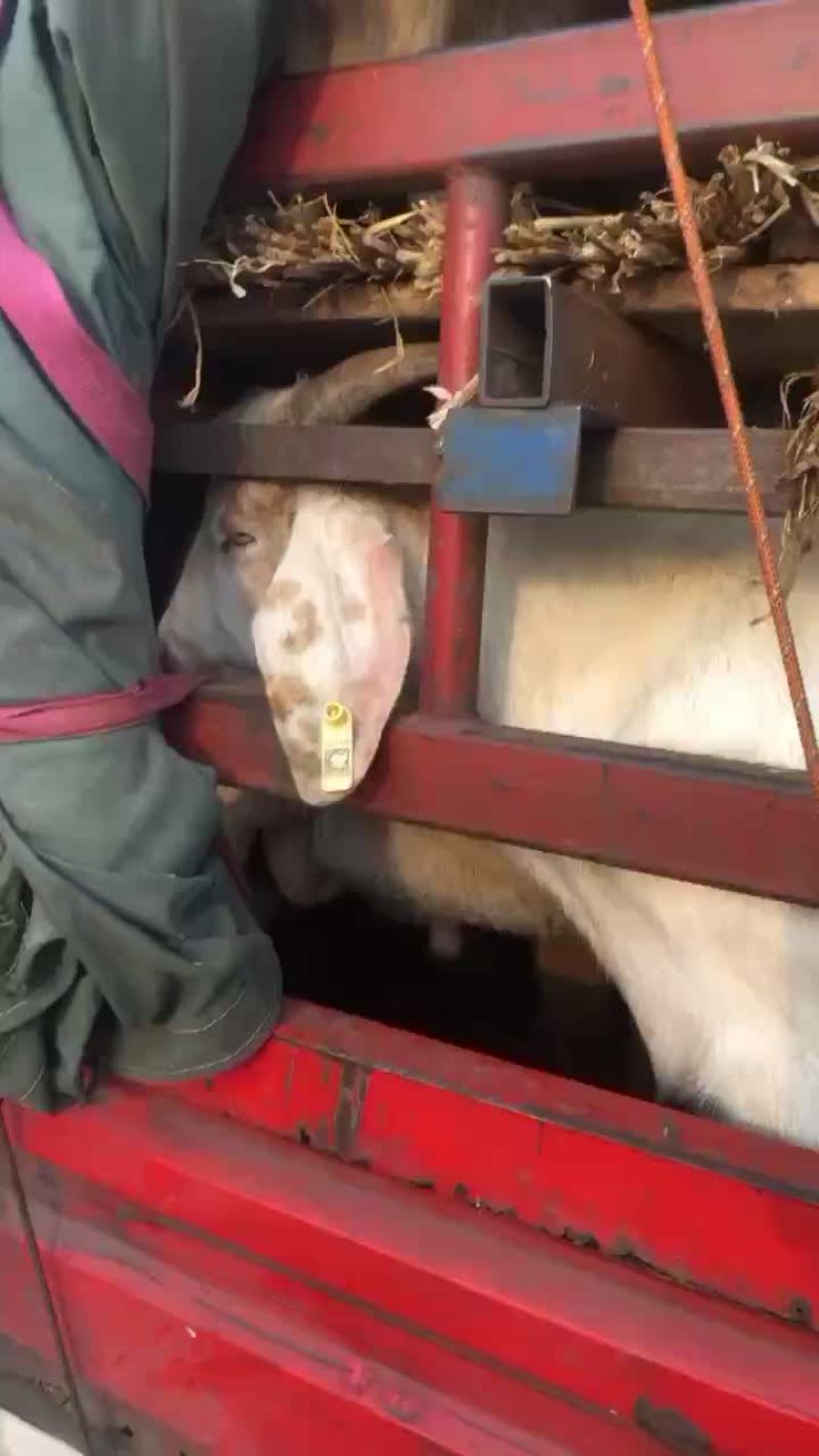 发往湖南的公羊。