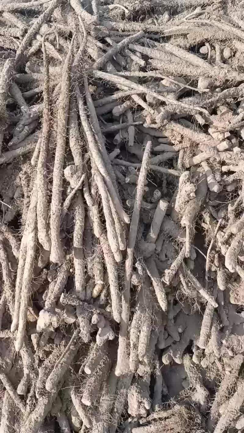 山药渣子