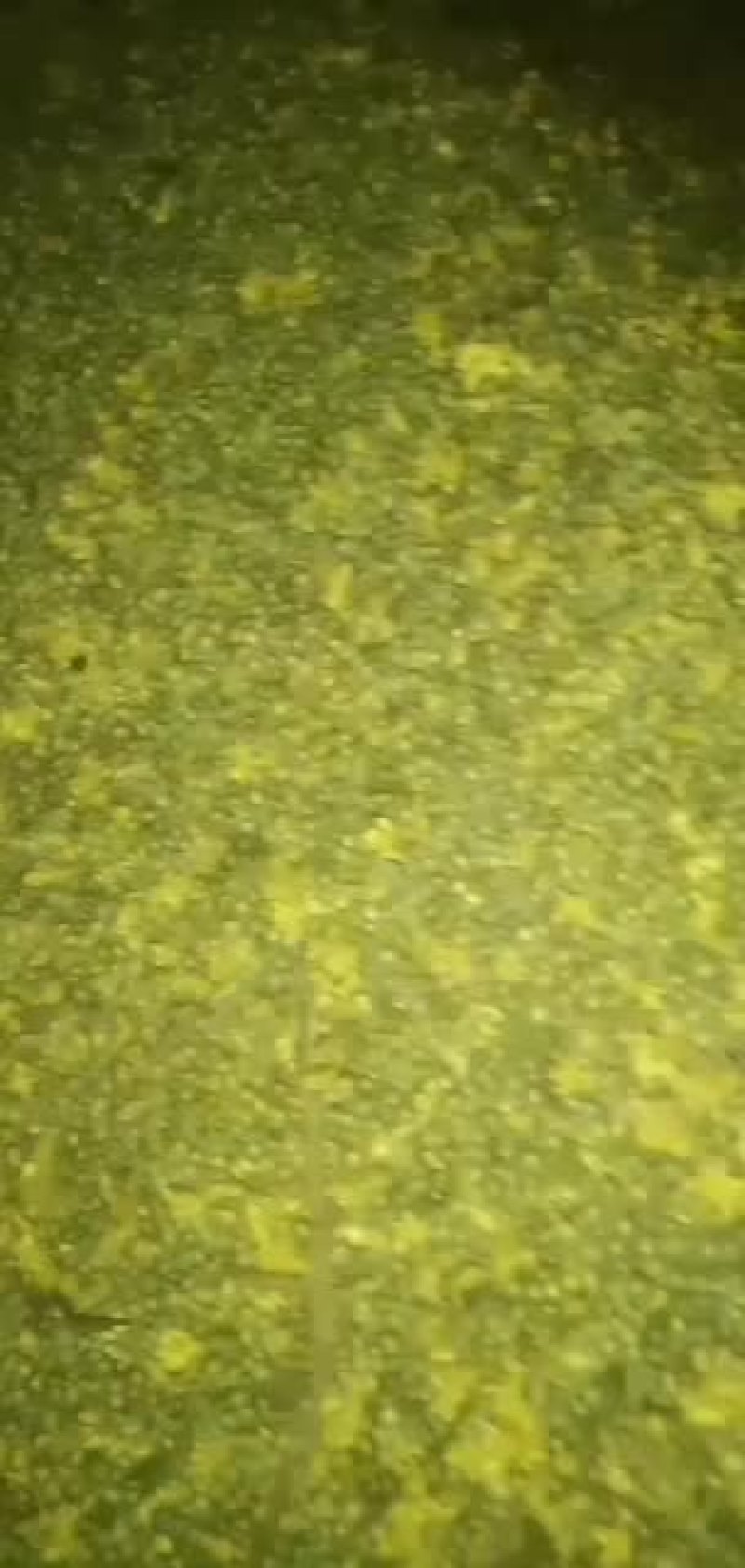 野菊花摘花机
