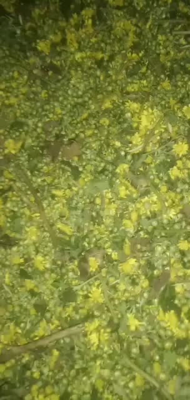 野菊花摘花机