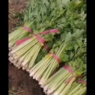 芹菜西芹，上车价1.8，百亩西芹上市中，需要私聊。