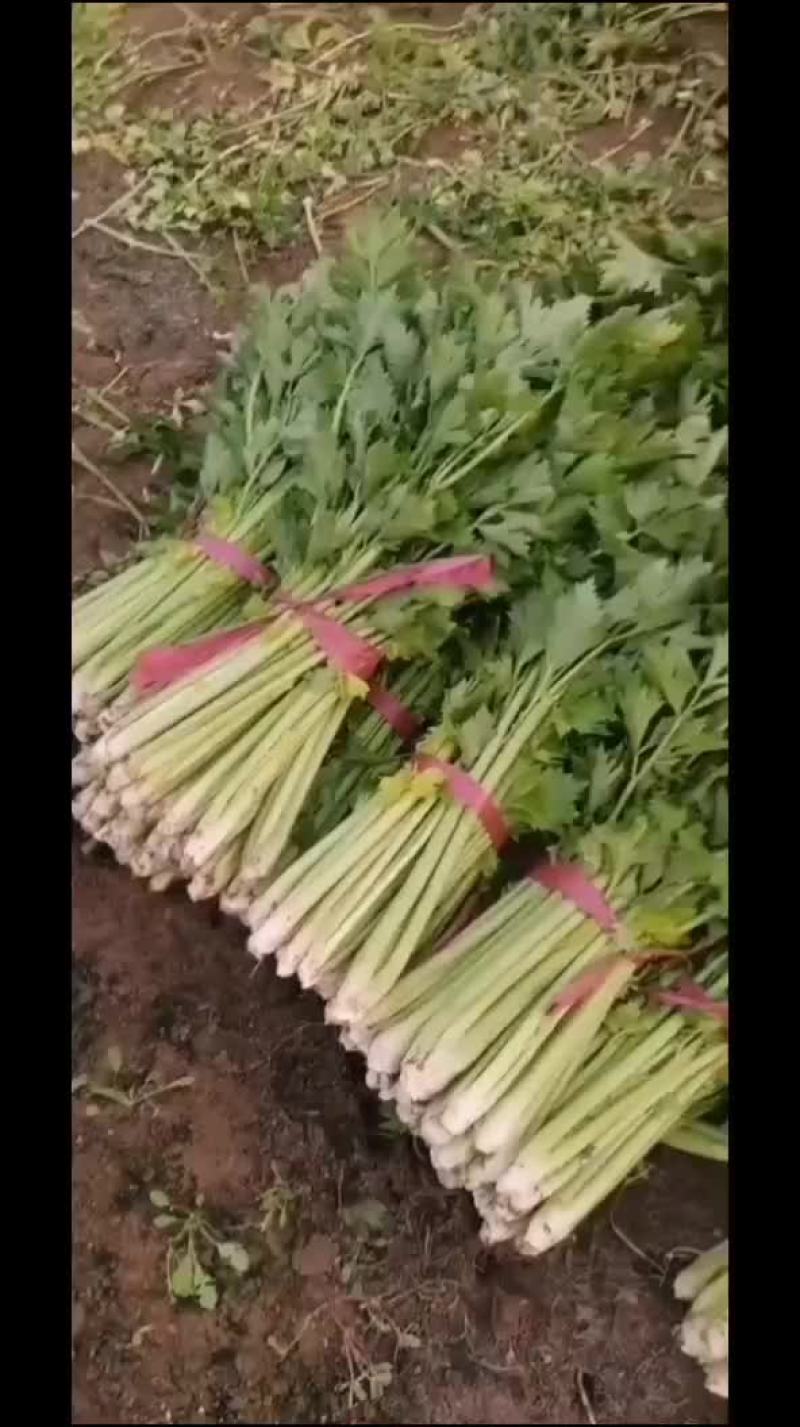 芹菜西芹，上车价1.8，百亩西芹上市中，需要私聊。