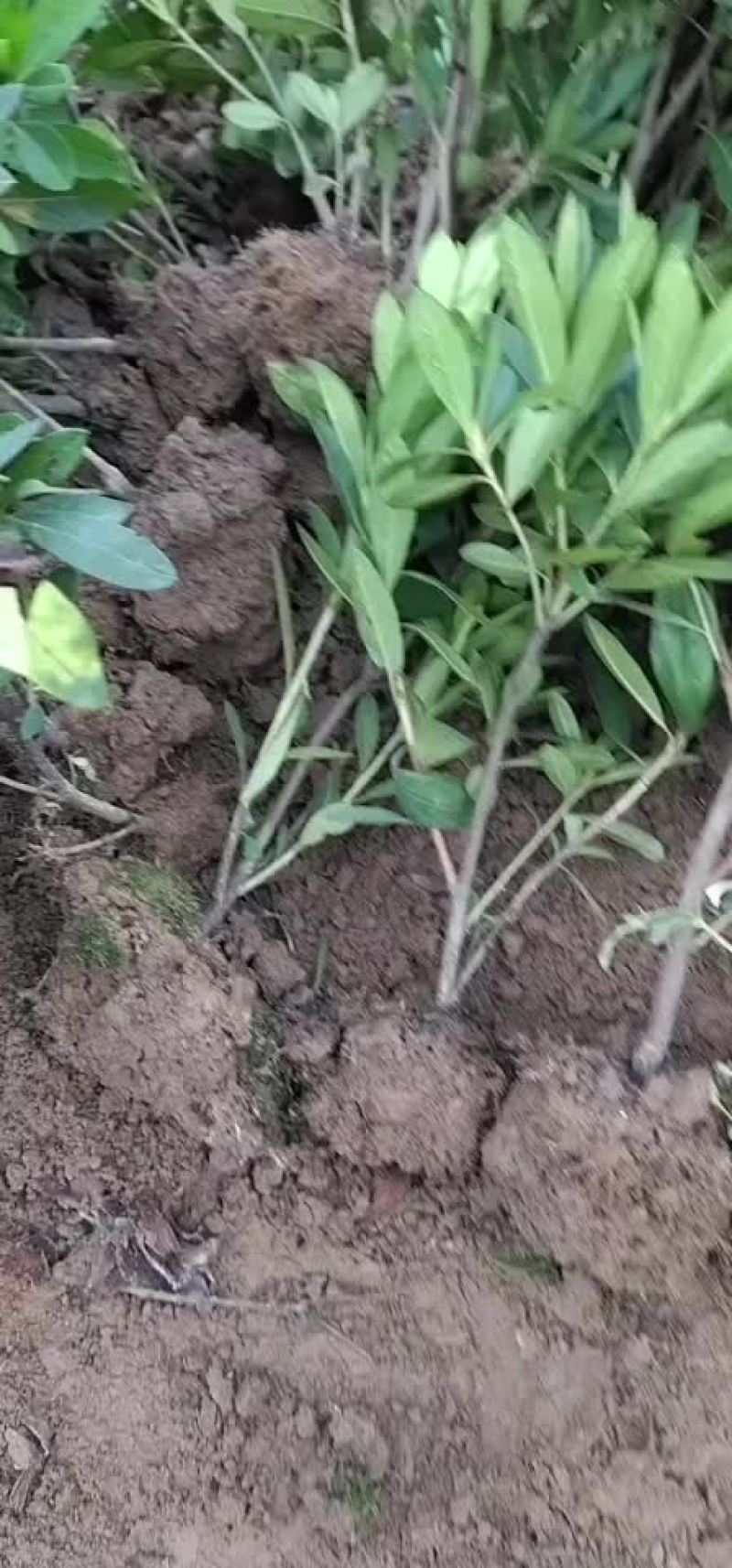 毛鹃